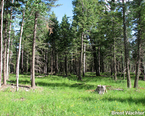 Green grasses and pines.