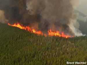 Fire consuming a continuous canopy.