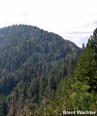 Summit of Mt. Graham, AZ.