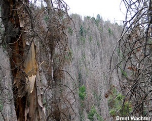 Standing dead trees, Nuttal Complex.