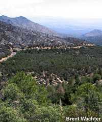 Pinon pine, juniper , and scrub oak.