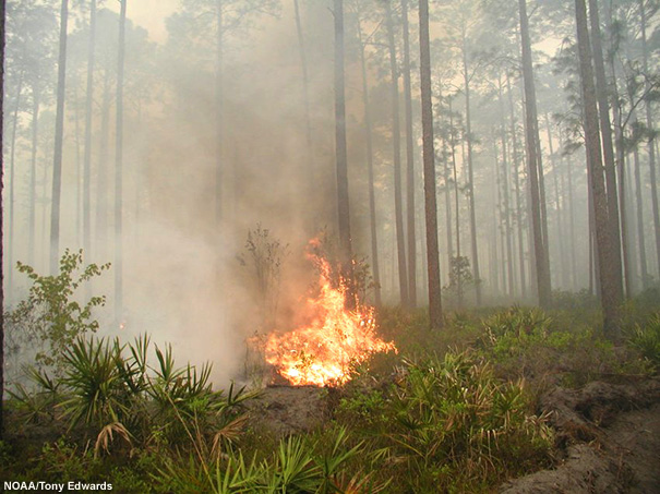 Southern rough plants engulfed in flames.