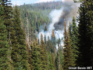 Fire and smoke midst dense forest.