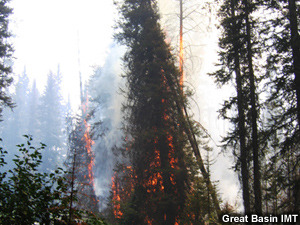 Torching sub-alpine fir next to a stream.