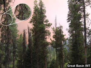 Sub-alpine firs with usnea.