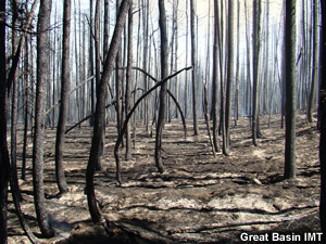 Blackened tree trunks are all that remain.