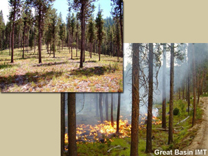 Spacious forest with reduced fuels; surface burn-out operation.