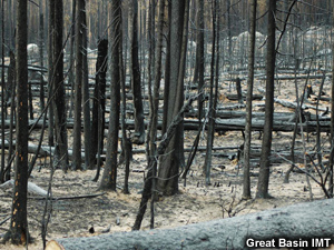 Ash covers the ground between charred tree trunks.