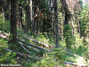 Dense forest with plenty of ladder fuels.