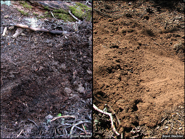 Side-by-side comparison of duff from two different locations and elvations.