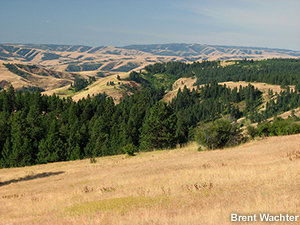 Grass-crested rolling hills surround forested valleys in eastern Oregon.