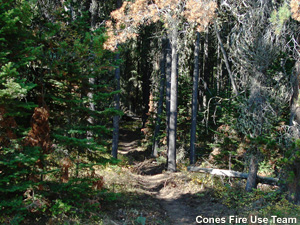 Dense forest with drought-stressed trees.