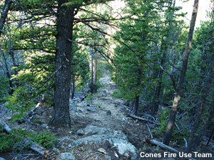 Thick forest with numerous woody materials on the ground.