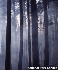 Weak light filters through a smoke-filled forest.