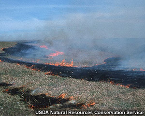 Prescribed grass burn in Kansas, 2002.