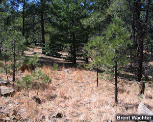 Grass-crested rolling hills surround forested valleys in eastern Oregon.