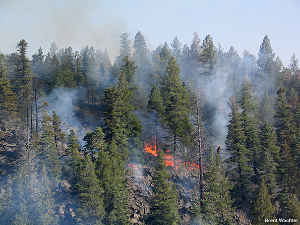 Photo of active surface fire burning over rough terrain.