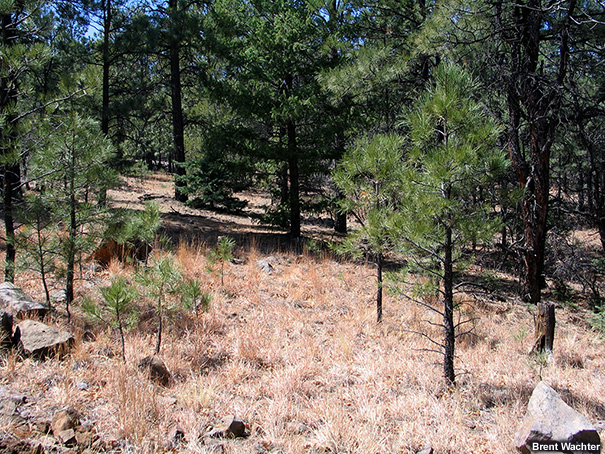 Ponderosa, dry grasses, and needlecast.