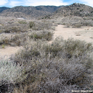 Pre-greenup sagebrush.