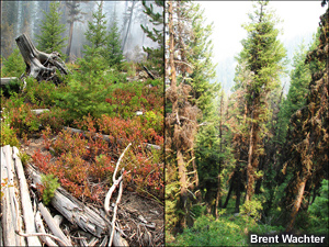 Dead tree stumps, surface vegetaion, and standing trees covered in lichen.