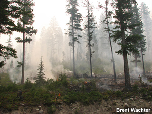 Creeping surface fire.