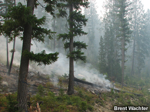 Surface fire creeping downslope.