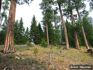 Ponderosa pine forest.