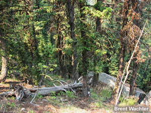 Dense forest with dead and down tree in foreground.