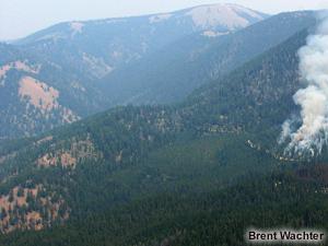 Ponderosa pine forest.