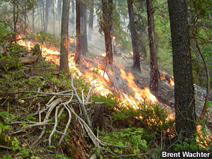 Test fire burns in surface vegetation.