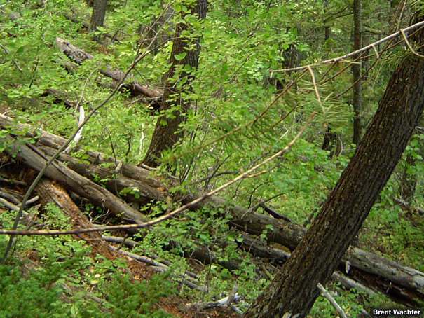 Wooded area with lush vegetation.