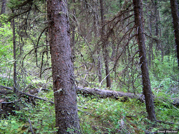 Standing and down trees.